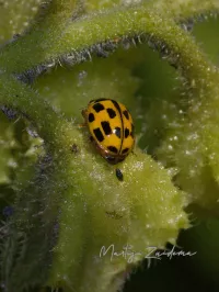 Lieveheersbeestjes [Coccinellidae]